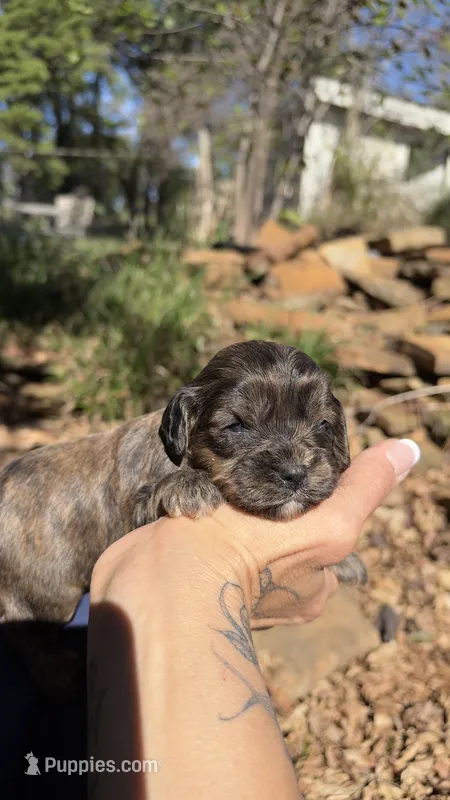Fudge – Cavapoo puppy for sale in Porter, OK