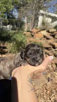 Fudge, a male Cavapoo for sale in Porter, OK – 1 of 4