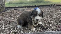 Rosie, a male Bernedoodle for sale in Porter, OK – 5 of 7