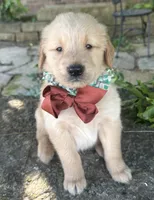 Ranger, a male Golden Retriever for sale in Porter, OK – 3 of 6