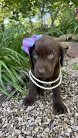 Reese, a female Labrador Retriever for sale in Porter, OK – 5 of 5