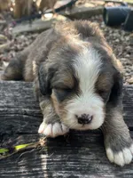 Hershey, a male Bernedoodle for sale in Porter, OK – 6 of 10