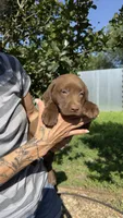 Penny, a female Labrador Retriever for sale in Porter, OK – 5 of 6