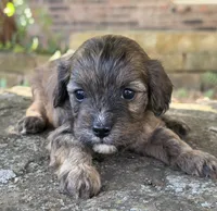 Finn, a male Cavapoo for sale in Porter, OK – 4 of 9