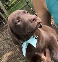 Reese, a female Labrador Retriever for sale in Porter, OK – 2 of 5