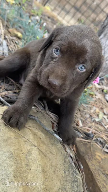 Darcy – Labrador Retriever puppy for sale in Porter, OK