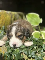 Ellie, a male Bernedoodle for sale in Porter, OK – 2 of 7