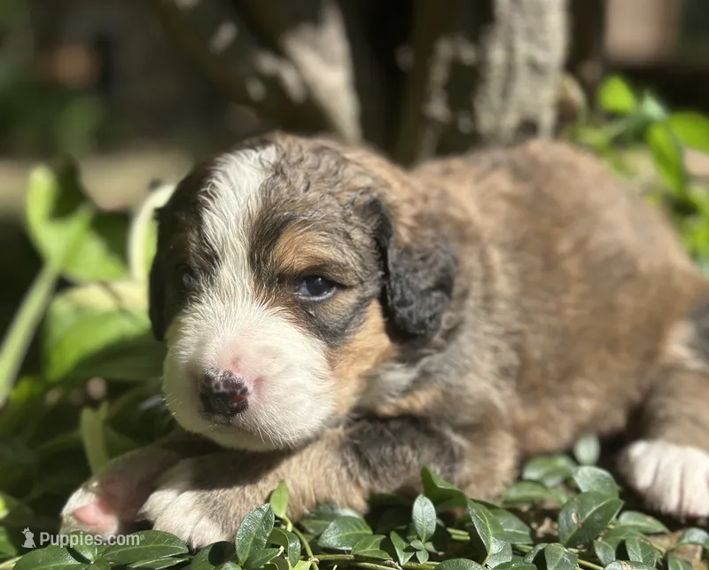 Ellie – Bernedoodle puppy for sale in Porter, OK