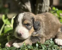 Ellie, a male Bernedoodle for sale in Porter, OK – 1 of 7