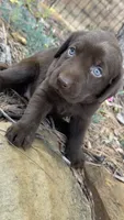 Darcy, a female Labrador Retriever for sale in Porter, OK – 2 of 4