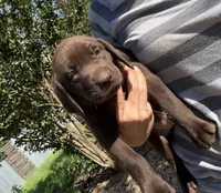 Cookie, a female Labrador Retriever for sale in Porter, OK – 5 of 7