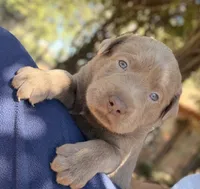 Dax, a male Labrador Retriever for sale in Porter, OK – 7 of 10