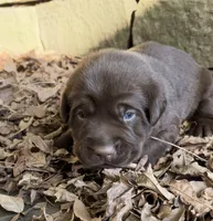 Boone , a male Labrador Retriever for sale in Porter, OK – 5 of 10