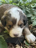 Neville, a male Bernedoodle for sale in Porter, OK – 3 of 7