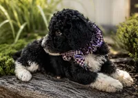 Elton, a male Poodle - Standard  for sale in Porter, OK – 2 of 3
