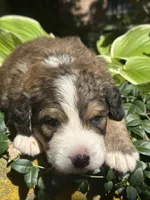 Neville, a male Bernedoodle for sale in Porter, OK – 4 of 7