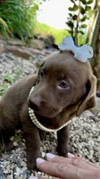 Cocoa, a female Labrador Retriever for sale in Porter, OK – 5 of 9