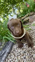 Cocoa, a female Labrador Retriever for sale in Porter, OK – 3 of 9
