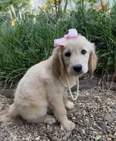 Lillibet, a female Golden Retriever for sale in Porter, OK – 5 of 5