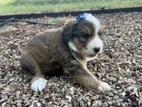Rosie, a male Bernedoodle for sale in Porter, OK – 6 of 10