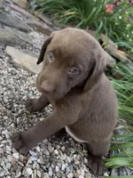 Penny, a female Labrador Retriever for sale in Porter, OK – 2 of 5