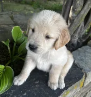 Scout, a male Golden Retriever for sale in Porter, OK – 2 of 5