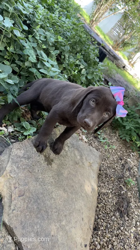 Lucy – Labrador Retriever puppy for sale in Porter, OK