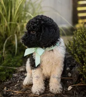 Ozzy, a male Poodle - Standard  for sale in Porter, OK – 2 of 5