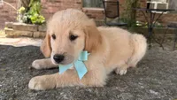 Scout, a male Golden Retriever for sale in Porter, OK – 4 of 6