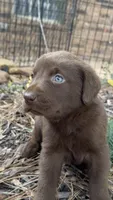 Cocoa, a female Labrador Retriever for sale in Porter, OK – 2 of 2