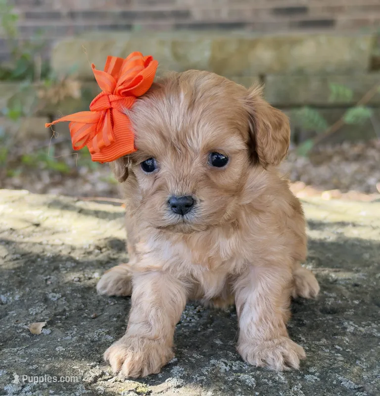 Peanut – Cavapoo puppy for sale in Porter, OK