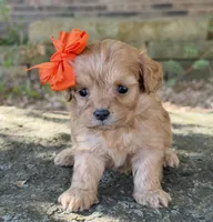 Peanut, a female Cavapoo for sale in Porter, OK – 1 of 8