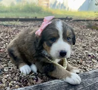 Ellie, a female Bernedoodle for sale in Porter, OK – 5 of 9
