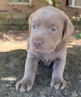 Sage, a female Labrador Retriever for sale in Porter, OK – 3 of 9