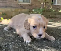 Daisy, a female Cavapoo for sale in Porter, OK – 4 of 9
