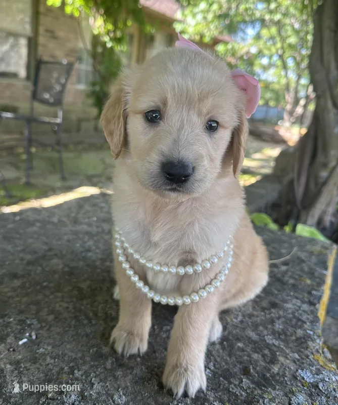 Lilibet – Golden Retriever puppy for sale in Porter, OK