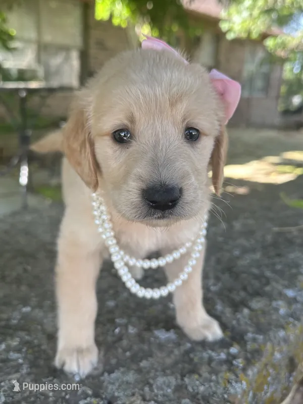 Lilibet – Golden Retriever puppy for sale in Porter, OK