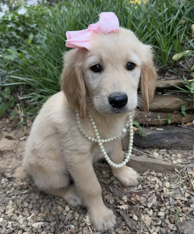 Lilibet – Golden Retriever puppy for sale in Porter, OK