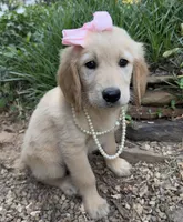 Lilibet, a female Golden Retriever for sale in Porter, OK – 1 of 3