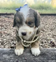 Rosie, a male Bernedoodle for sale in Porter, OK – 9 of 10