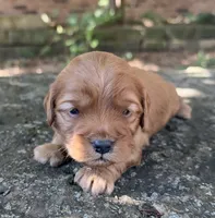 Enzo, a male Cavapoo for sale in Porter, OK – 3 of 7