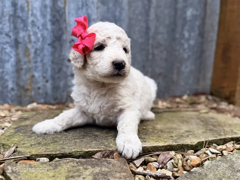 Sunny – Poodle - Standard  puppy for sale in Porter, OK