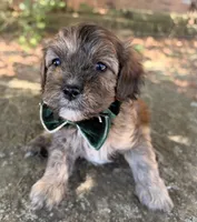 Finn, a male Cavapoo for sale in Porter, OK – 5 of 9