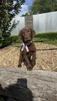 Cocoa, a female Labrador Retriever for sale in Porter, OK – 1 of 5