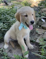 Scout, a male Golden Retriever for sale in Porter, OK – 2 of 5