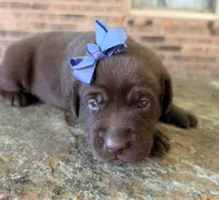 Goose, a female Labrador Retriever for sale in Porter, OK – 8 of 8