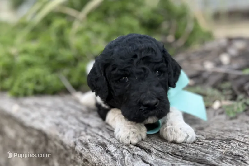 Elvis – Poodle - Standard  puppy for sale in Porter, OK