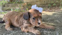Coco, a female Cavapoo for sale in Porter, OK – 2 of 9