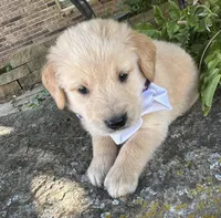 Scout, a male Golden Retriever for sale in Porter, OK – 3 of 5