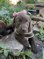 Darcy, a female Labrador Retriever for sale in Porter, OK – 6 of 6